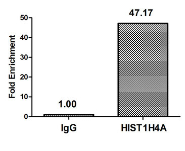 H4K79ac Antibody in ChIP Assay (ChIP)