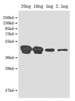 pho Antibody in Western Blot (WB)