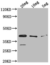 ihfA Antibody in Western Blot (WB)