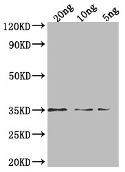 PEN1 Antibody in Western Blot (WB)