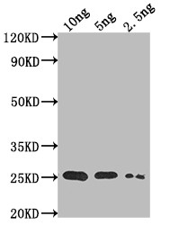 TADA Antibody in Western Blot (WB)