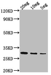 NAM8 Antibody in Western Blot (WB)