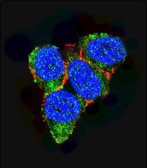 p21 Antibody in Immunocytochemistry (ICC/IF)