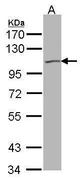 KCNQ5 Antibody in Western Blot (WB)