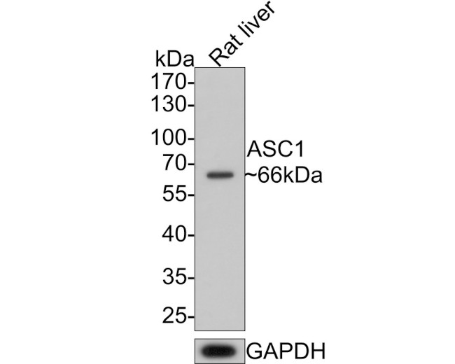 ASC1 Antibody in Western Blot (WB)