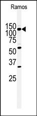 HIPK2 Antibody in Western Blot (WB)