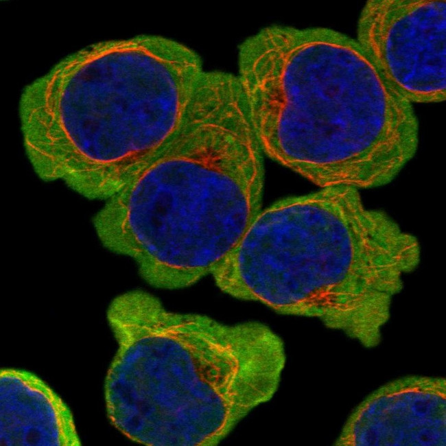 ATP13A5 Antibody in Immunocytochemistry (ICC/IF)