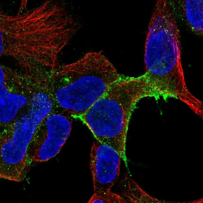 IL11RA Antibody in Immunocytochemistry (ICC/IF)