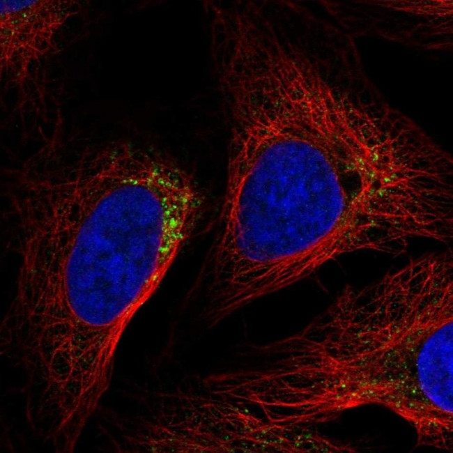 NALP5 Antibody in Immunocytochemistry (ICC/IF)