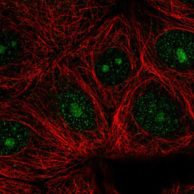 WDR46 Antibody in Immunocytochemistry (ICC/IF)