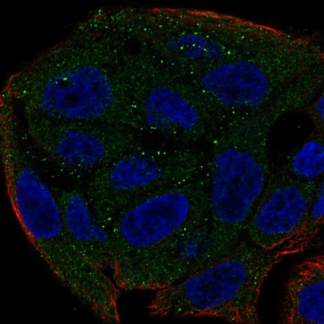 UGT1A6 Antibody in Immunocytochemistry (ICC/IF)