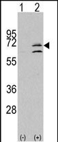 MAPK15 Antibody in Western Blot (WB)