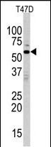 MAPK15 Antibody in Western Blot (WB)