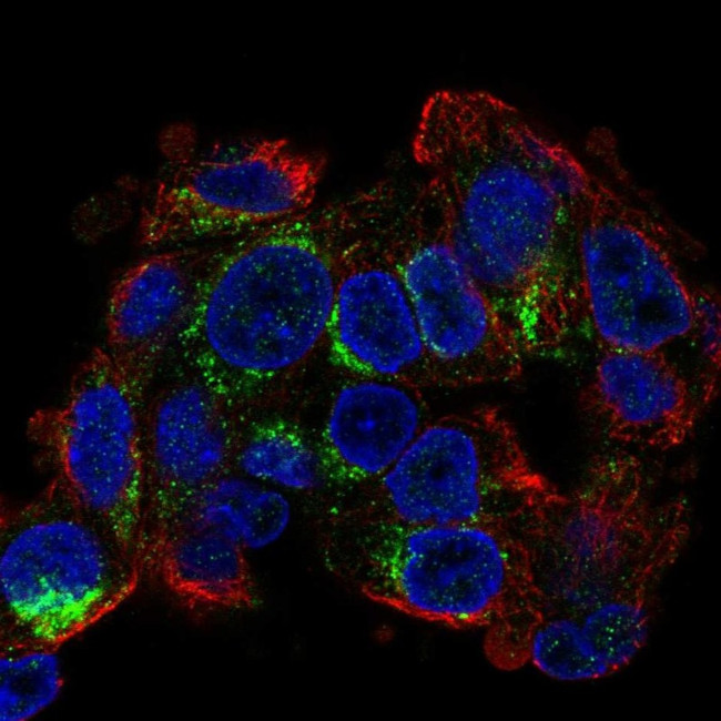 CIDEB Antibody in Immunocytochemistry (ICC/IF)