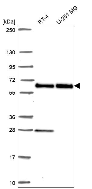 EIF2B4 Antibody in Western Blot (WB)