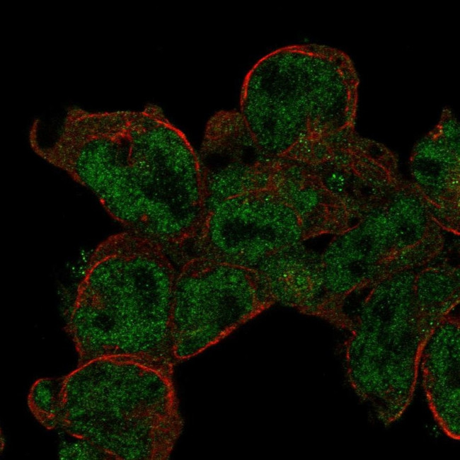 DRAK2 Antibody in Immunocytochemistry (ICC/IF)