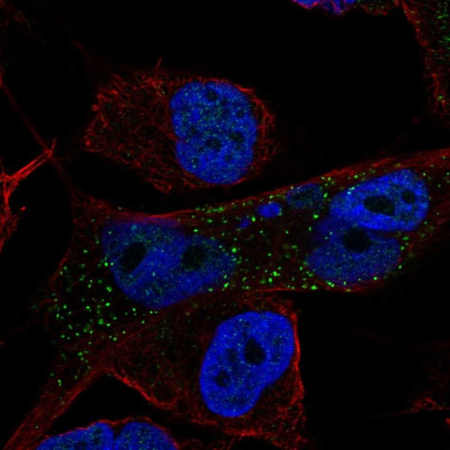 NLRC4 Antibody in Immunocytochemistry (ICC/IF)