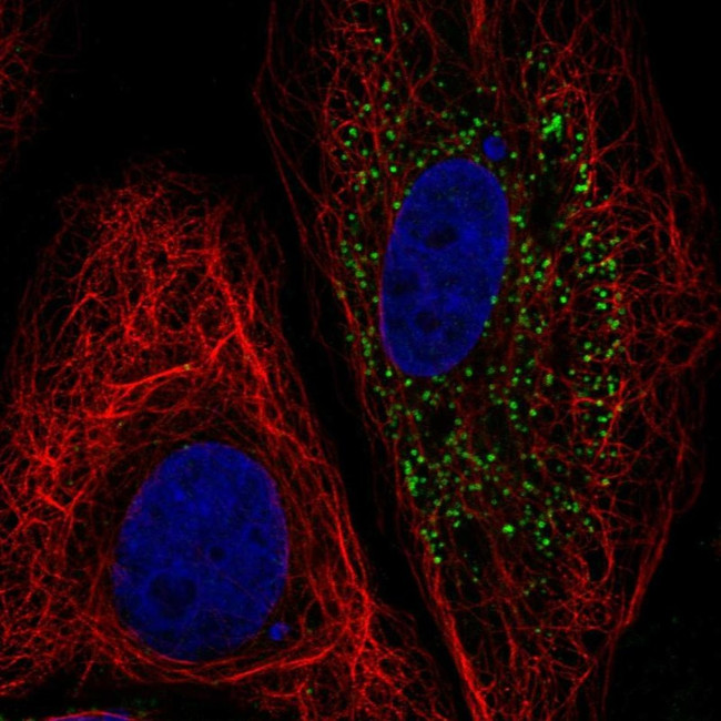 B4GALT5 Antibody in Immunocytochemistry (ICC/IF)