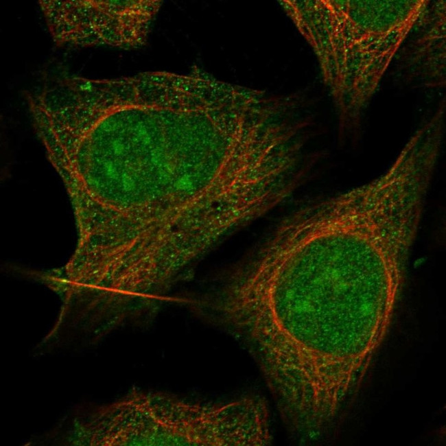 TXK Antibody in Immunocytochemistry (ICC/IF)