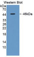 Apolipoprotein A5 Antibody in Western Blot (WB)