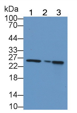 MTCO2 Antibody in Western Blot (WB)