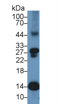 Histone H4 Antibody in Western Blot (WB)