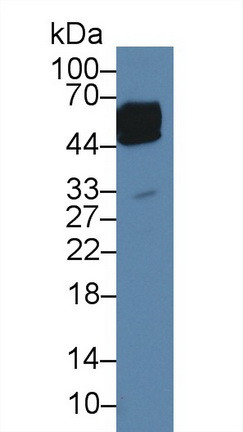 ORM1 Antibody in Western Blot (WB)