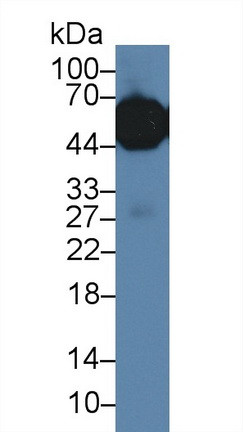 ORM1 Antibody in Western Blot (WB)