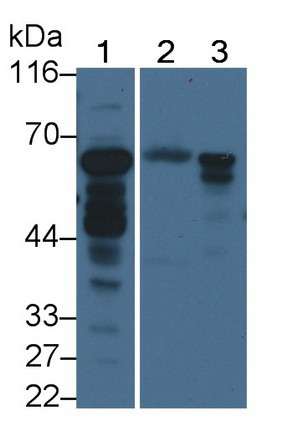 ACSM1 Antibody in Western Blot (WB)