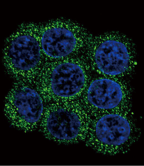 PCSK2 Antibody in Immunocytochemistry (ICC/IF)