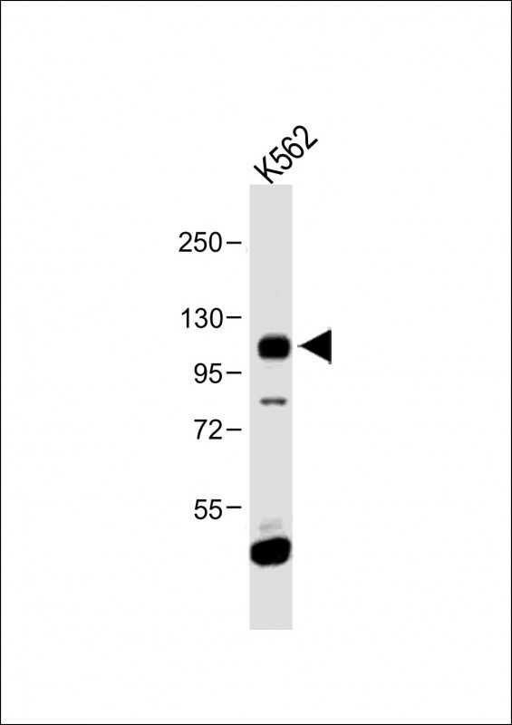FGFR4 Antibody in Western Blot (WB)