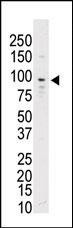 TYRO3 Antibody in Western Blot (WB)