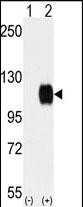 TYRO3 Antibody in Western Blot (WB)