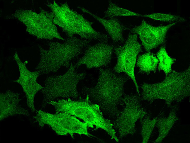 NDRG1 Antibody in Immunocytochemistry (ICC/IF)