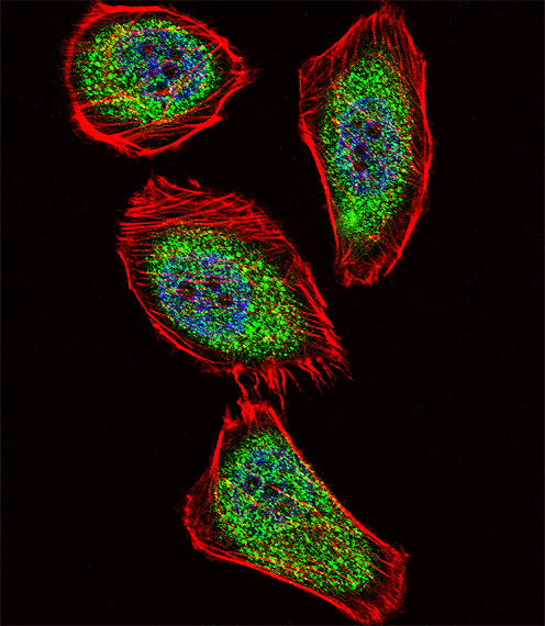 PDX1 Antibody in Immunocytochemistry (ICC/IF)