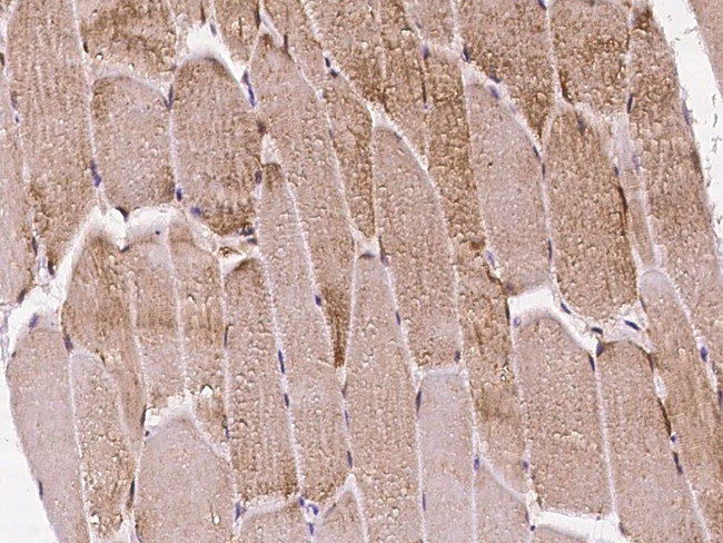 Claudin 12 Antibody in Immunohistochemistry (Paraffin) (IHC (P))