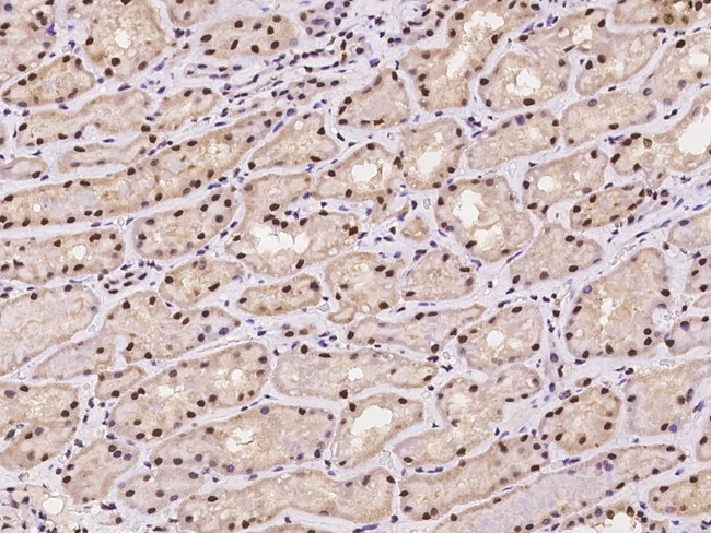 NMNAT1 Antibody in Immunohistochemistry (Paraffin) (IHC (P))