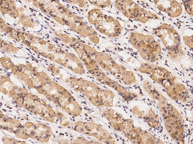 UROS Antibody in Immunohistochemistry (Paraffin) (IHC (P))