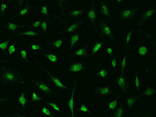 DDX56 Antibody in Immunocytochemistry (ICC/IF)