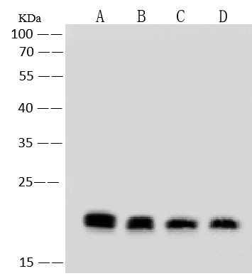 MTCO2 Antibody in Western Blot (WB)