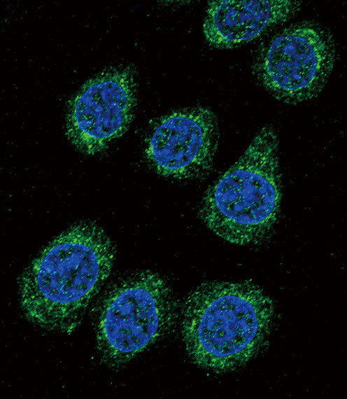 CYP3A5 Antibody in Immunocytochemistry (ICC/IF)