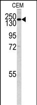 PIK3C2G Antibody in Western Blot (WB)