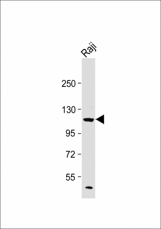 PIK3CD Antibody in Western Blot (WB)