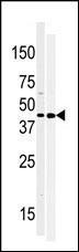 MOS Antibody in Western Blot (WB)