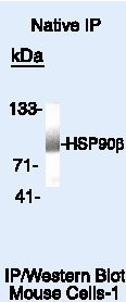 HSP90 beta Antibody in Immunoprecipitation (IP)