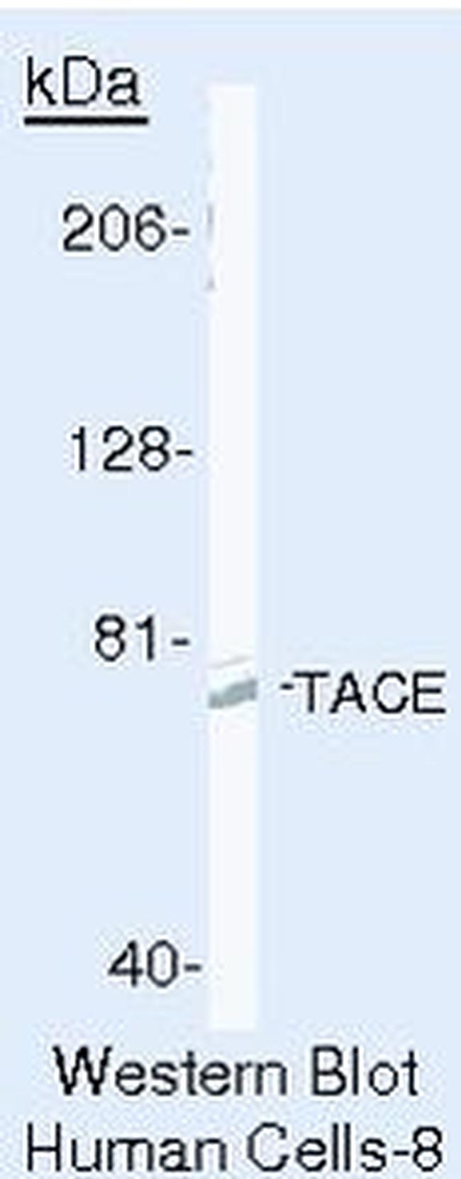 ADAM17 Antibody in Western Blot (WB)