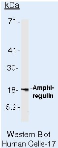 Amphiregulin Antibody in Western Blot (WB)