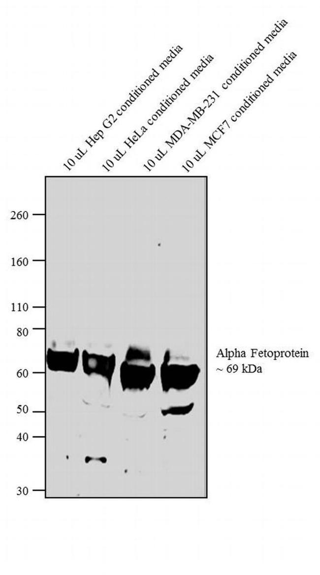 AFP Antibody in Western Blot (WB)