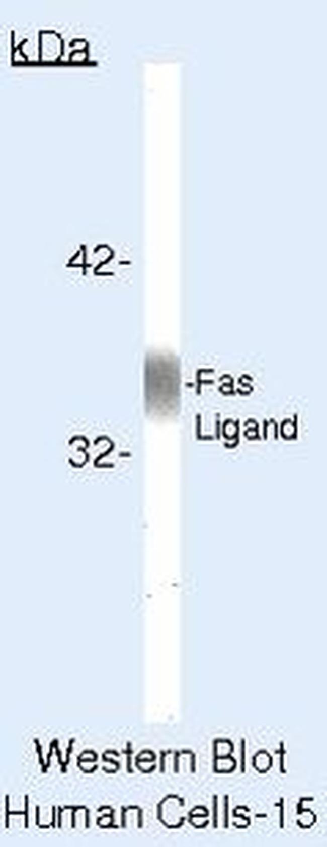 CD178 Antibody in Western Blot (WB)