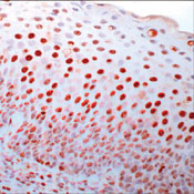 PCNA Antibody in Immunohistochemistry (Paraffin) (IHC (P))